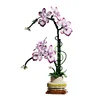 13114 Oncidium