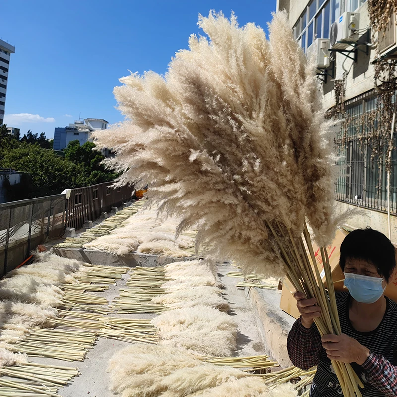 Hot Selling Dried Natural Flowers 120cm Long Preserved Dry Large Fluffy Pampas Grass for Wedding Home Decoration