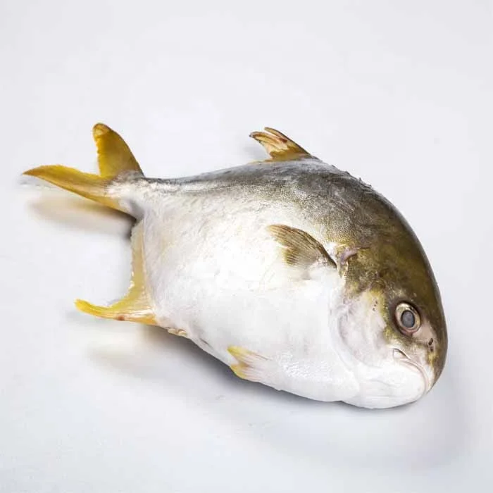 golden pompano pomfret - buy golden pampano pomfret,golden