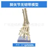 L'articulation du pied n'a pas de ligaments