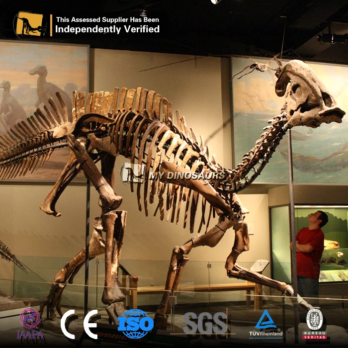 Parasaurolophus dino. dinossauro extinto com crista craniana ou