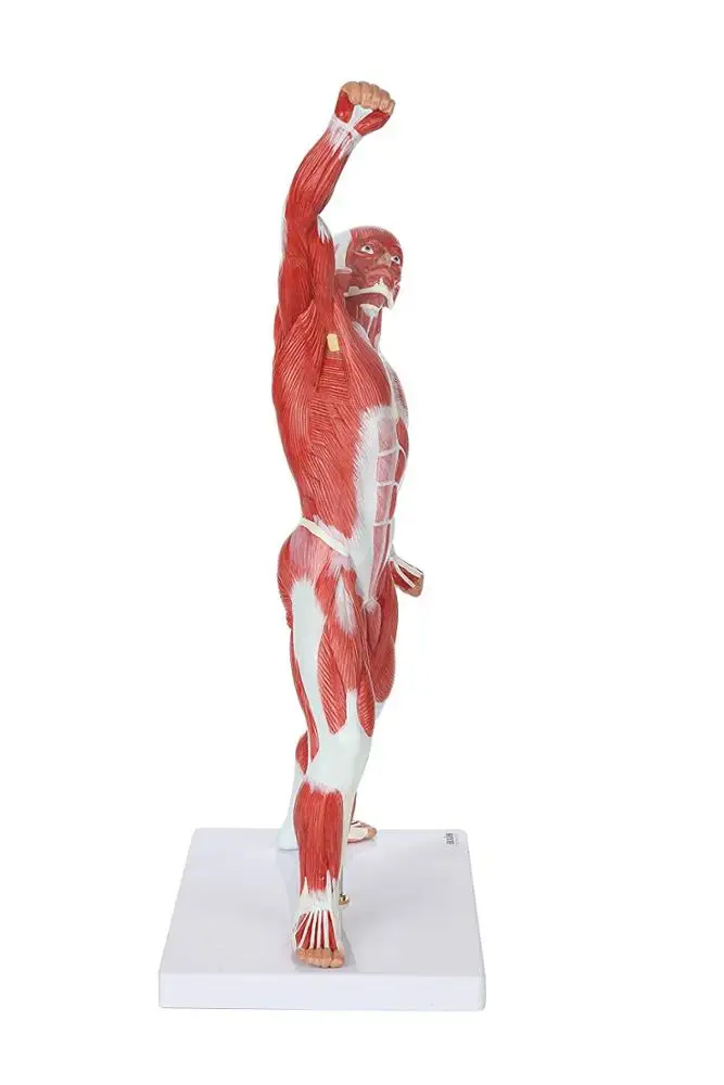 GelsonLab  HSBM-152  Human Muscle Figure 50cm Mini Muscular System Model Has Superficial Muscle Anatomy and Structure of Body