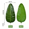 Travelers palm-dark-large leaves