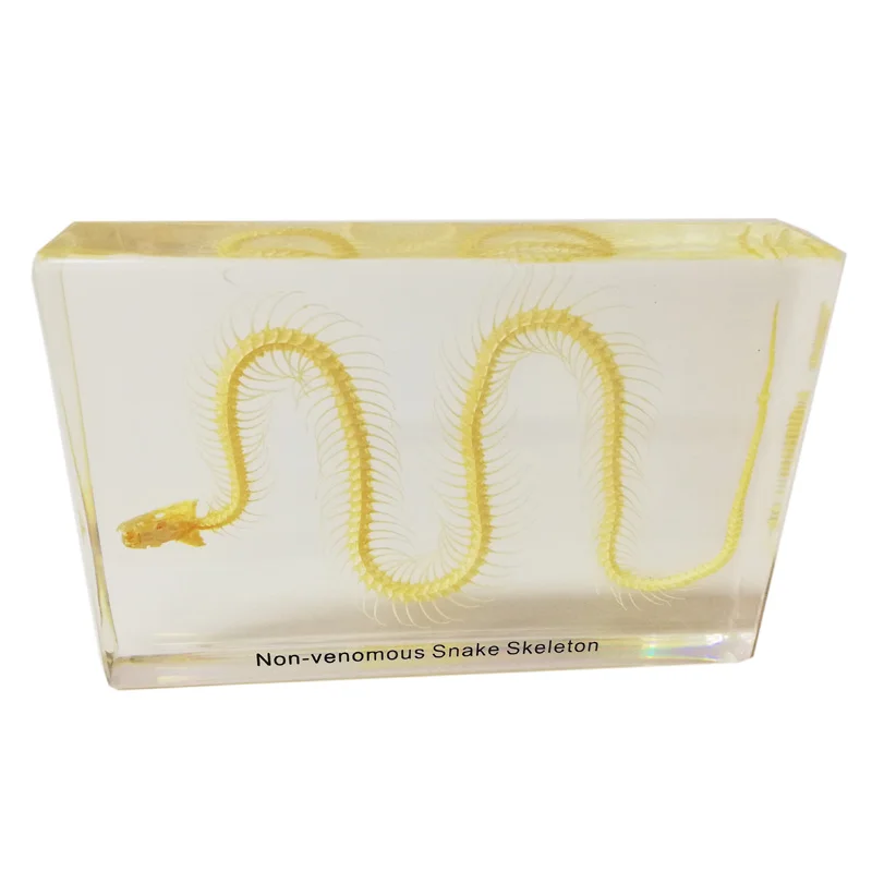 Gelsonlab HSBS-006 Educational Non Venomous Snake Skeleton Embedded Biological Specimens