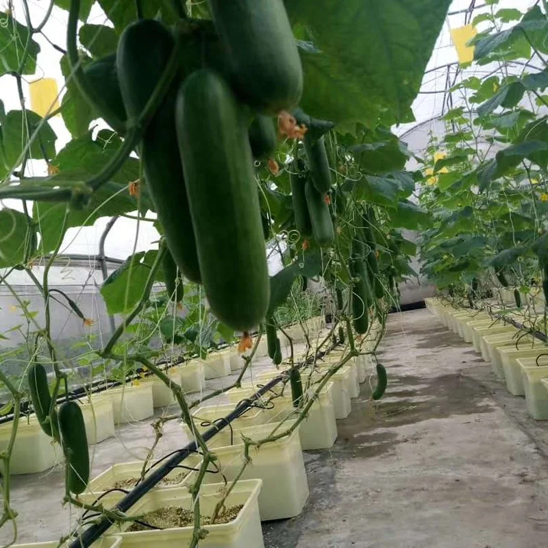 Glass Greenhouse House Complete Kit Dutch Bucket Hydroponics