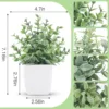 Eucalipto verde satinato