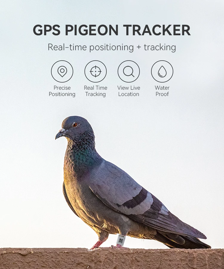 Waterproof Gps Real Time Tracking Pigeon Tracker Ring For Racing Pigeon