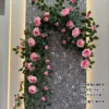 Rose Eve, assortiment de tailles