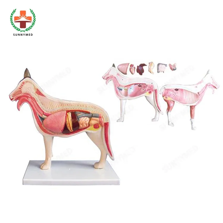 SY-N033 Medicl научная серия животные скелет анатомические модели для обучения