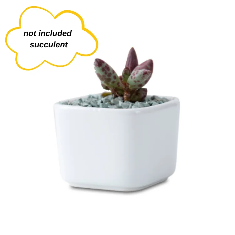 Plant Pot Succulent Bonsai Pot Ceramic Indoor Macetas Flower Pot Mini Small Round Square Creative Drop Shipping 1 USD White Low