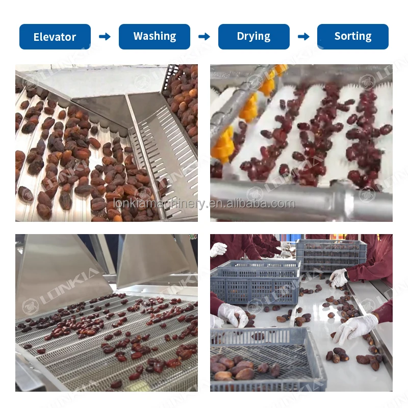 Large Capacity Automatic Date Palm Washing Machine for Efficient Date Cleaning Drying Sorting Processing Line