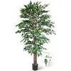 Ficus Tree 6ft