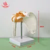 articulation de l'épaule
