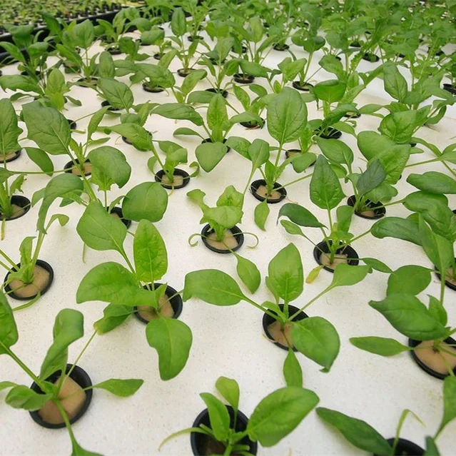 Large Lightweight High Density XPS Foam Board with Glass Cover for Deep Water Culture Hydroponics