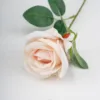 Rosa3