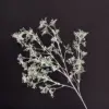 [2] Gypsophile blanc et vert