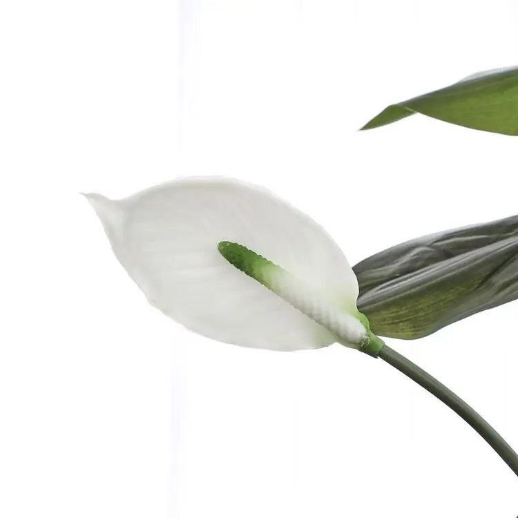 peace lily price Peace Lily for Sale main image 1