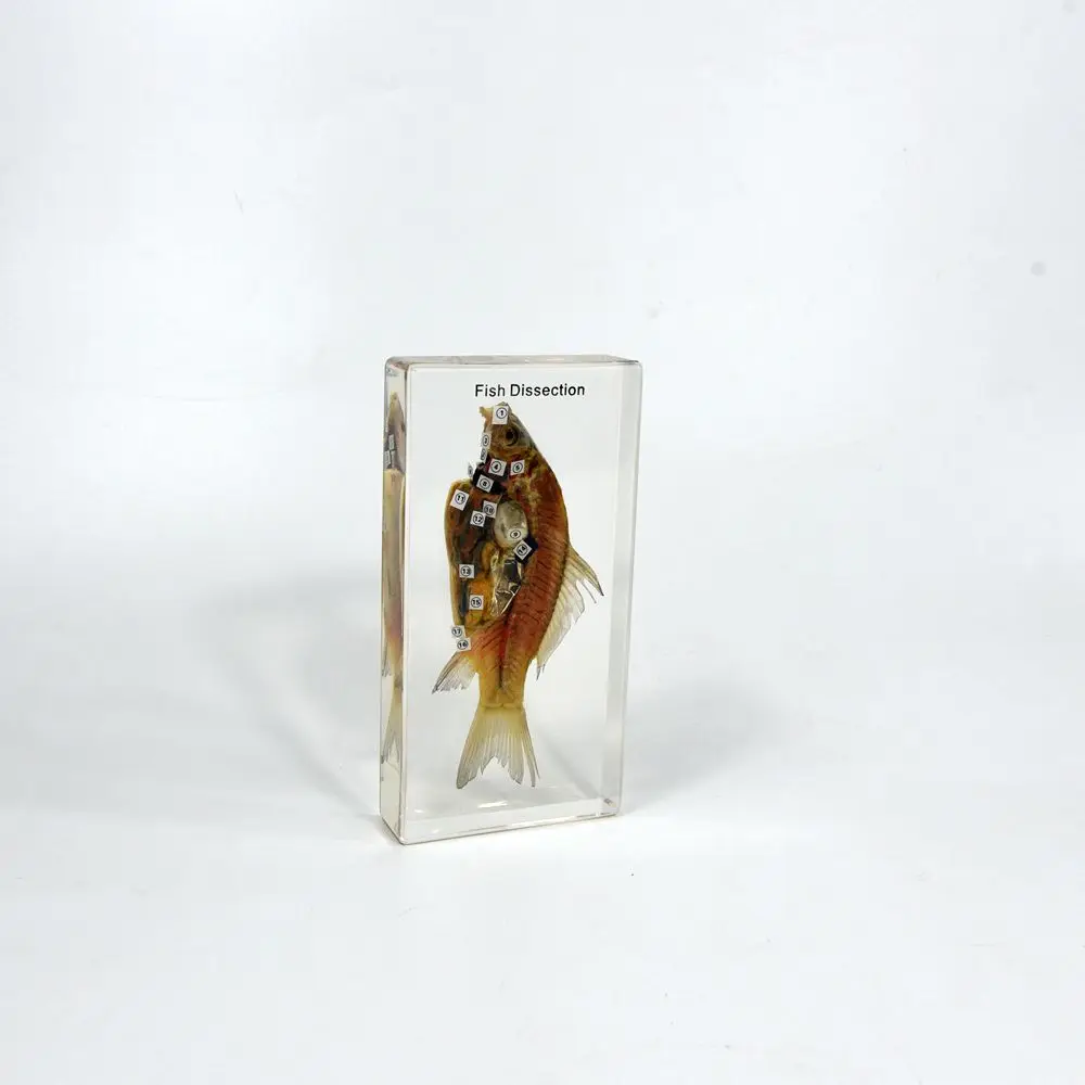Fish Dissection Resin Specimen Teaching Resource For Kids High School