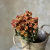 Baby Lover Flower Head 30 Flowers Diameter about 1-2cm