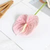 Single film anthurium pink