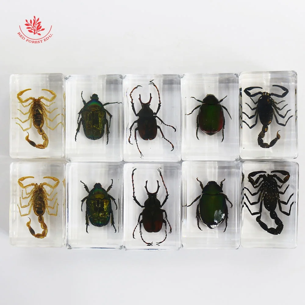 昆虫标本透明树脂材料真虫甲虫蝎子蛛蝉动物标本昆虫奖礼盒- Buy 动物