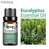 SY5522-03Eucalyptus