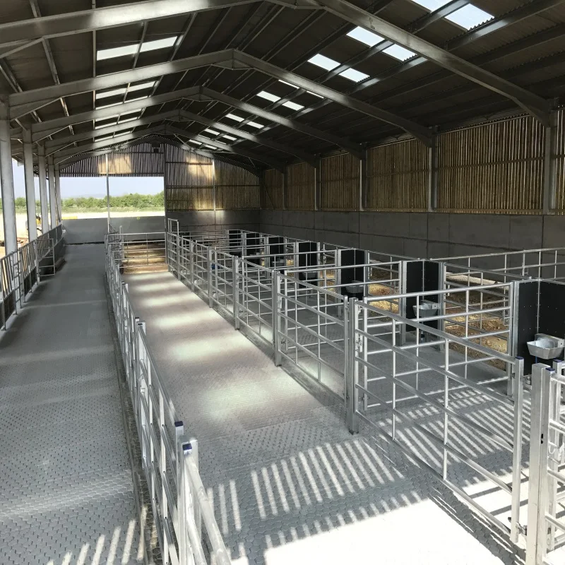Modern Design Steel Structure Cow Cattle Dairy Milking Farm Goat Farming House  Shed Building