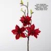 Fortune star magnolia-bright red