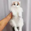Ragdoll cat