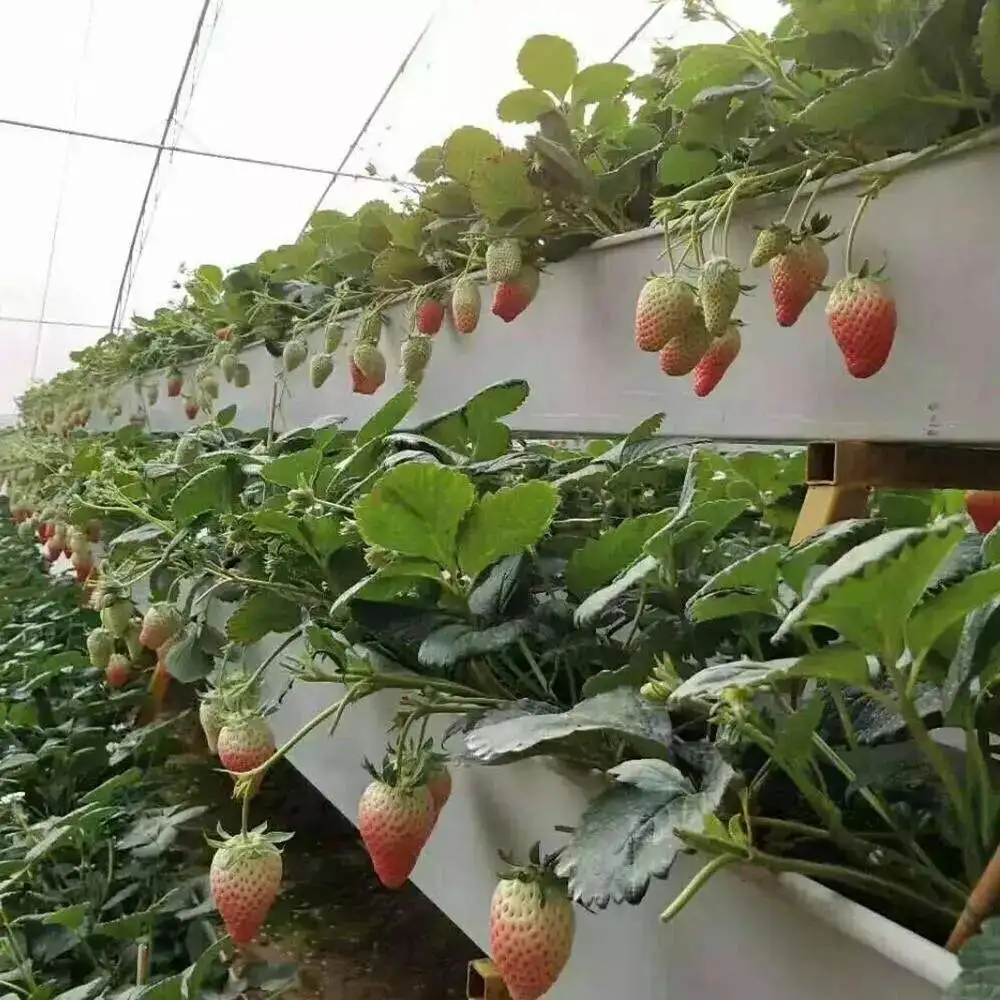 hydroponic grow system