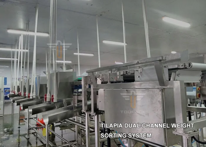 Industry Automatic Weight Sorting Machine Fish Weight Sorting Shrimp Weight Grader Seafood Fruits Vegetables Grading Machine