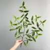 Flat short branches - pomegranate leaves