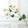 Champagne leggero Anemone