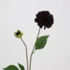 10#  Piccola Dahlia pennata (viola scuro)