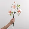 West lake magnolia champagne flower-60 cm