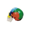Asian colored skull model