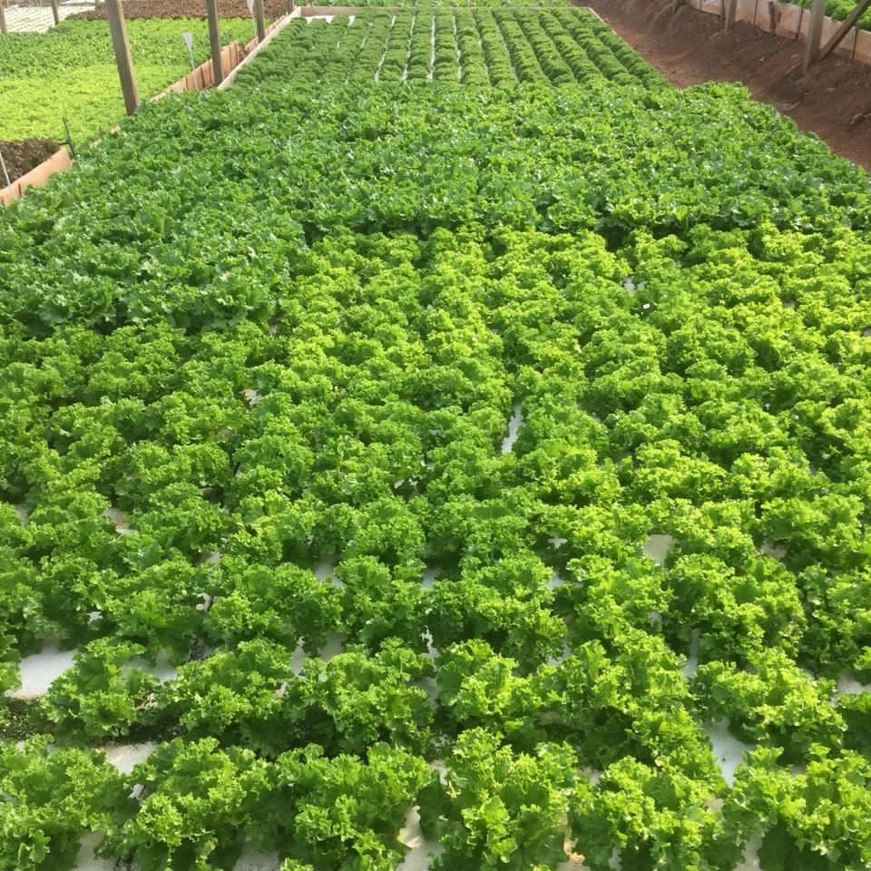 floating raft hydroponics