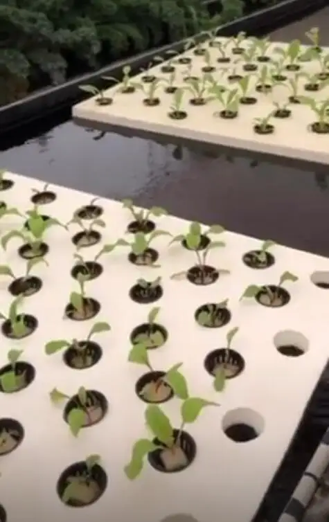 hydroponic net cups