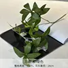 Mazui vert mu