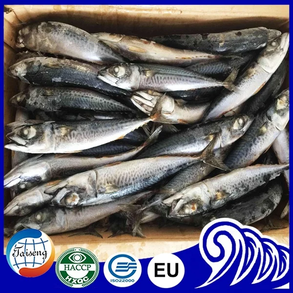 Import BQF Frozen Pacific Mackerel for Fishing Bait in Africa