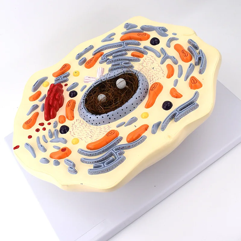 Hot Sale PVC Intuitional Teaching Aid Submicroscopic Animals Cell Model for Training Anatomical Model