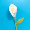 Calla bianca