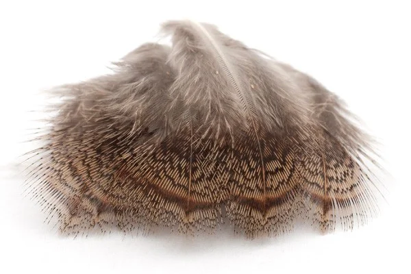 Partridge Pheasant Feathers for Sale  Small  Feathers  Natural