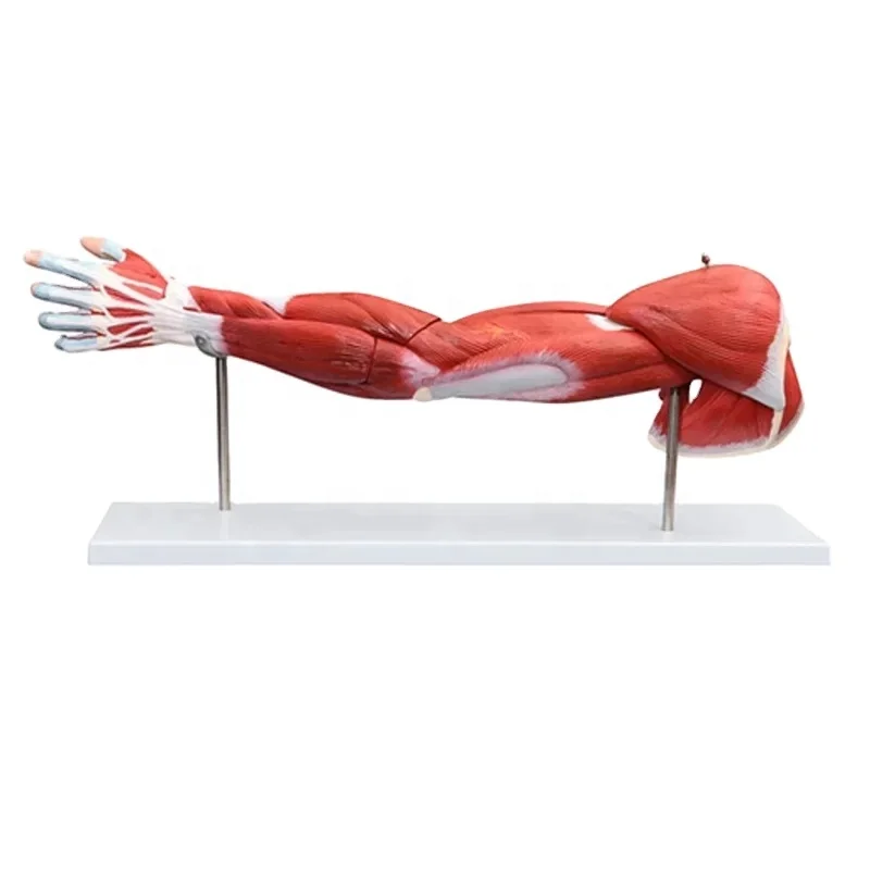 DARHMMY Upper Limb Anatomical Muscle Model 7-Part Medical Science Teaching Aid Human Upper Limb Model