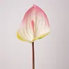 Soft gum anthurium-light pink