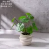 Plantas en maceta de hojas redondas