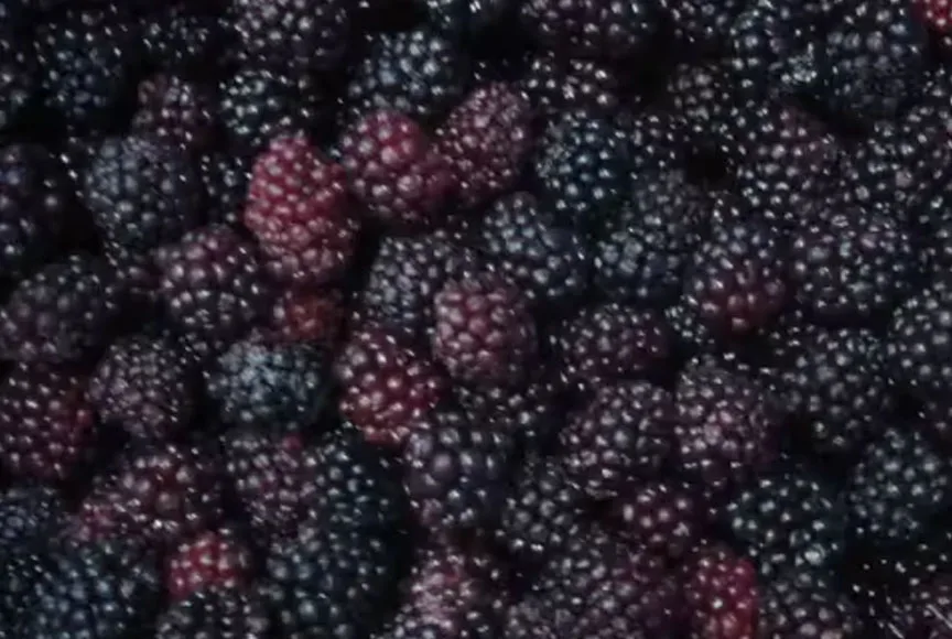 Wholesale Price Bulk 10kg Frozen Blackberries IQF Frozen Blackberry Fruits