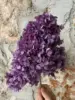 uva viola