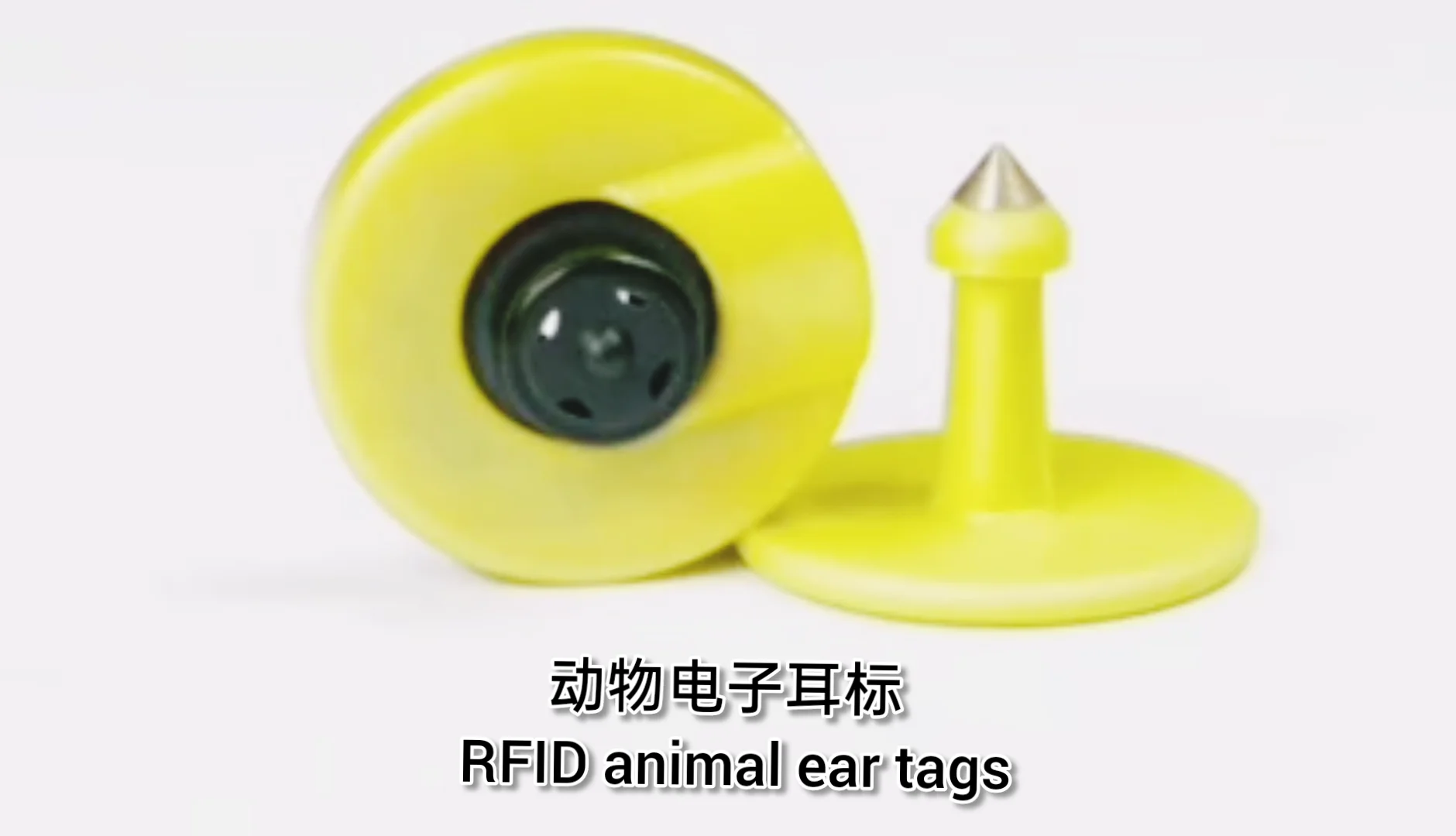 Uhf Iso 18000 6c Rfid Id Animal Chip Transponder Ear Tag Cattle Cows ...