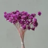 Pourpre